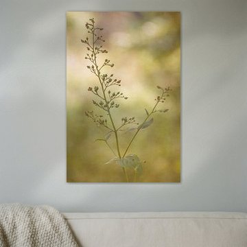 Petits bourgeons / gros plan