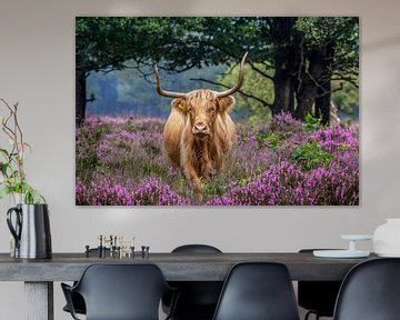 Scottish Highlander on the flowering moorland. by Hans Buls Photography