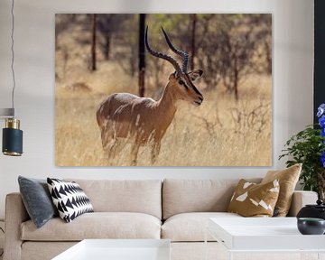 Impala-Antilope im Etosha Nationalpark, Namibia Afrika von Patrick Groß