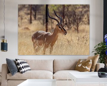 Impala-antilope in Etosha Nationaal Park, Namibië Afrika van Patrick Groß