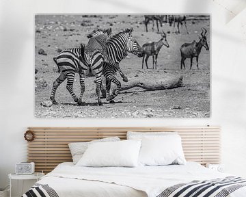 Zebra im Etosha-Nationalpark in Namibia, Afrika von Patrick Groß