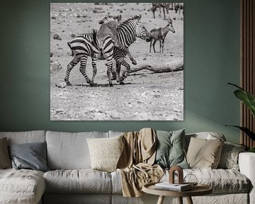 Zebra in het Etosha National Park in Namibië, Afrika van Patrick Groß