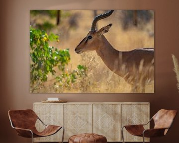 Impala antelope in Etosha National Park in Namibia, Africa by Patrick Groß