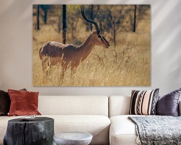 Impala-Antilope im  Etosha-Nationalpark in Namibia, Afrika von Patrick Groß