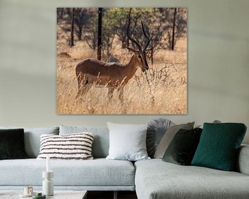 Impala in Etosha National Park in Namibia, Africa by Patrick Groß