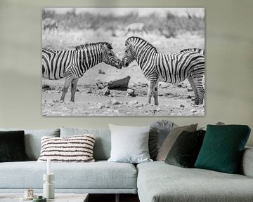 Afrikaanse zebra's in Etosha National Park in Namibië, Afrika van Patrick Groß