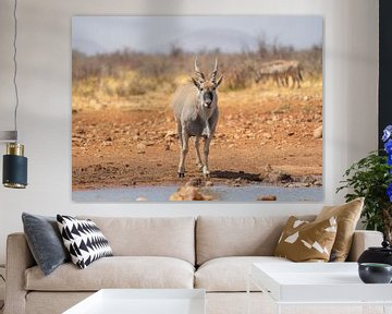 Eland in Etosha Nationaal Park, Namibië Afrika van Patrick Groß