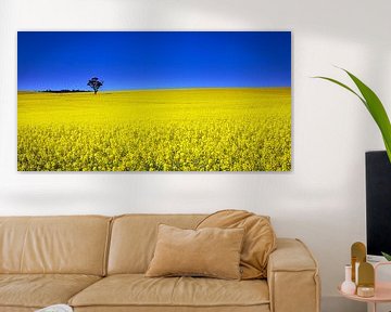 Canola fields by Stefan Vis