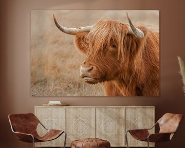 higland cow, schotse hooglander opzij, portret van M. B. fotografie