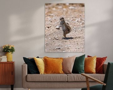 Gophers in the Kalahari of Namibia, Africa by Patrick Groß