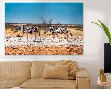 Afrikaanse zebra in Etosha National Park in Namibië, Afrika van Patrick Groß