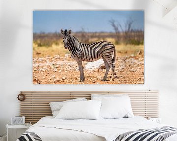 African zebra in Etosha National Park in Namibia, Africa by Patrick Groß