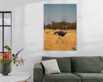 African ostrich in Namibia, Africa by Patrick Groß