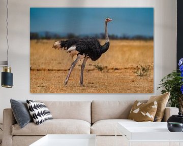 African ostrich in Namibia, Africa by Patrick Groß