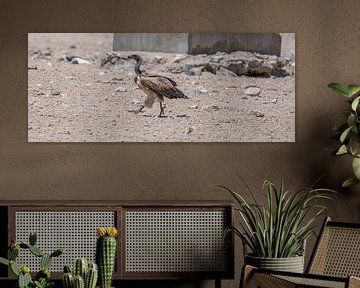 Lappet-faced Vulture in Etosha National Park, Namibië, Afrika van Patrick Groß