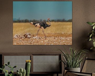 Afrikaanse struisvogel in Namibië, Afrika van Patrick Groß