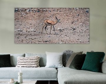 Springbokken in het Etosha National Park in Namibië, Afrika van Patrick Groß