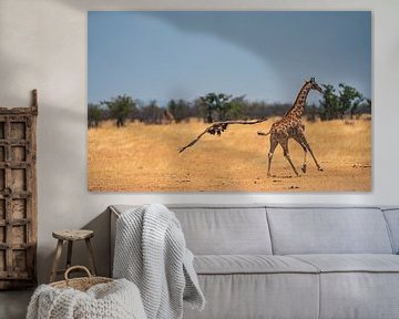 Vautour et girafe africaine en Namibie, Afrique sur Patrick Groß