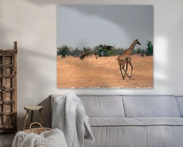 Vulture and African Giraffe in Namibia, Africa by Patrick Groß