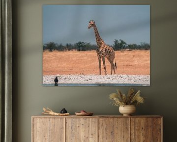 African Giraffe in Namibia, Africa by Patrick Groß