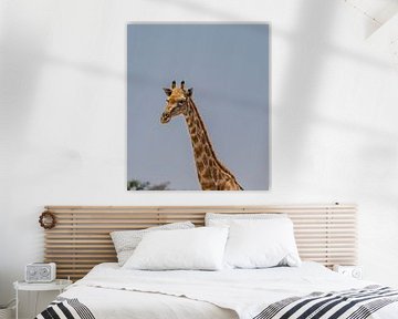 Afrikaanse giraffe in Namibië, Afrika van Patrick Groß