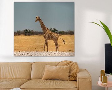 Afrikaanse giraffe in Namibië, Afrika van Patrick Groß