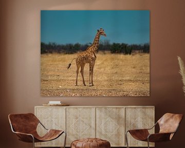 African Giraffe in Namibia, Africa by Patrick Groß