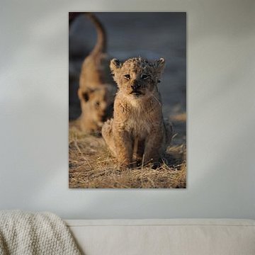 Spelende leeuwen welpen