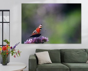 Butterfly Day peacock by Teun Huisman