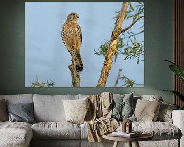 Kestrel at lookout point. by Robbie Nijman