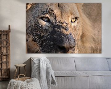 Leeuwenogen von Ingrid Boellaard