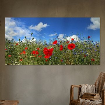Poppy panorama by Ostsee Bilder