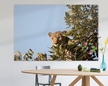 Leopard auf einem Baum von merle van de laar