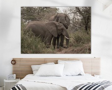 Afrikaanse olifanten van merle van de laar