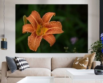 A daylily flower after the rain by Claude Laprise