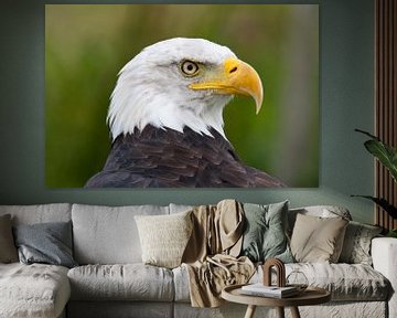 Bald Eagle by Willem Vernes