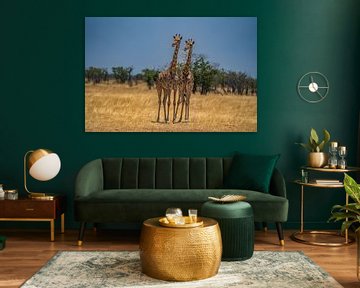 Large African Giraffe in Namibia, Africa by Patrick Groß