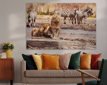 Pair of lions at a waterhole in Namibia, Africa by Patrick Groß