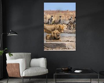 Couple de lions à un point d'eau en Namibie, Afrique sur Patrick Groß