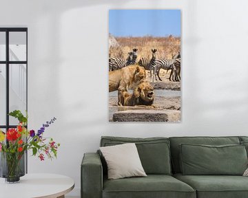 Couple de lions à un point d'eau en Namibie, Afrique sur Patrick Groß