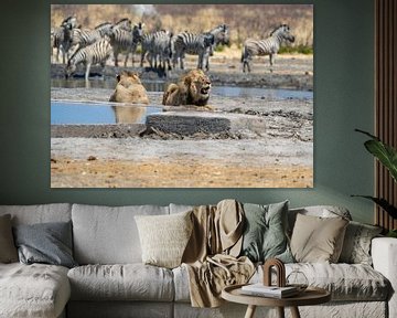 Pair of lions at a waterhole in Namibia, Africa by Patrick Groß