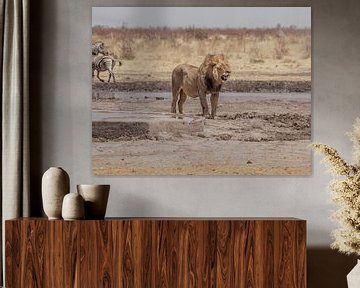 Lion en Namibie, Afrique sur Patrick Groß
