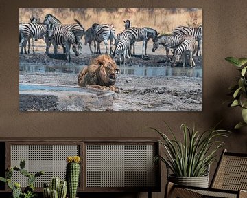 Lion in Namibia, Africa by Patrick Groß