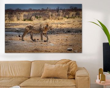 Lion in Namibia, Africa by Patrick Groß