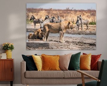 Lion in Namibia, Africa by Patrick Groß