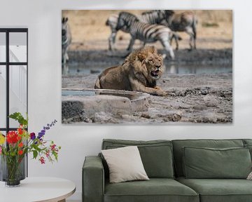Lion in Namibia, Africa by Patrick Groß