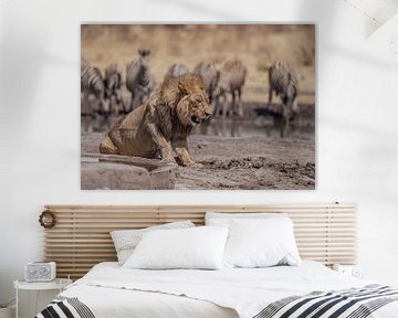 Lion in Namibia, Africa by Patrick Groß