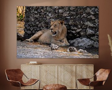 Lioness in Namibia, Africa by Patrick Groß