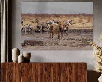 Lion in Namibia, Africa by Patrick Groß