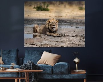 Lion in Namibia, Africa by Patrick Groß